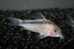 Corydoras Rabauti